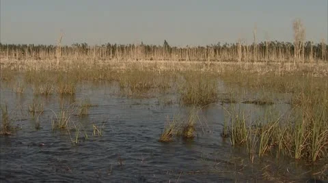 Swampland Stock-Footage 12761444