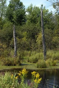 Swampland Stock Photos