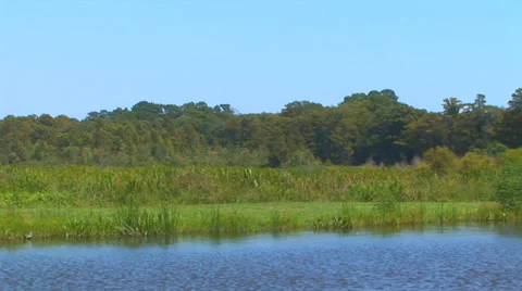 Swamplands Loop Stock Footage 38765318