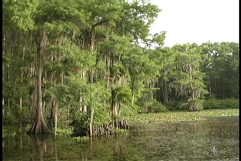 SwampPL Video stock 78992