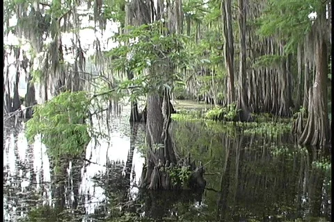 SwampPR Video stock 79002