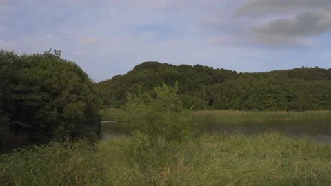 Swamps and plants Stock Footage 166348029