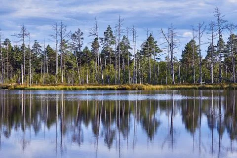 Swamps in Cenas, Latvia in the end of summer Stock Photos