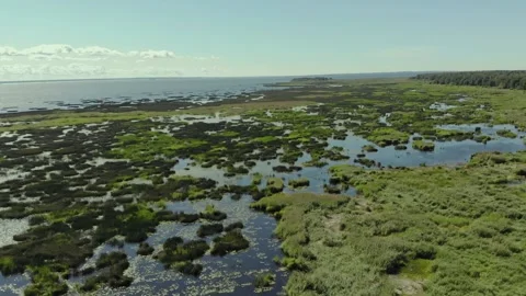 Swamps Stock Footage 150159705