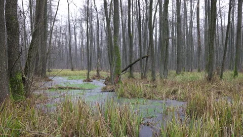 Swamps in the forest covered with ice, 8K Stock Footage 166945820