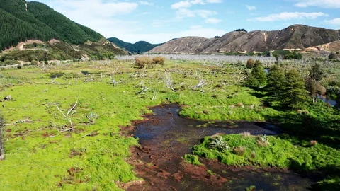 Swamps, wetlands, dead willows standing stark in a swamp area in Para Wetland Vidéo 128497553