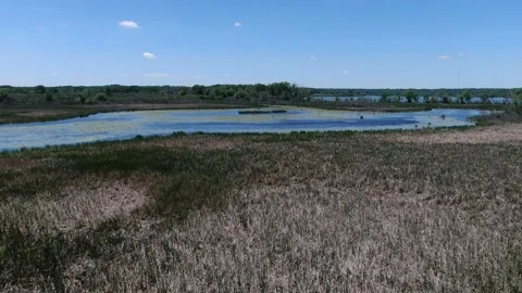 Swampy Arboretum 库存影片 197482610