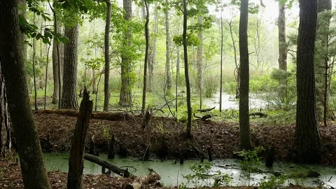 Swampy forest with cypress knobs 库存影片 77839981