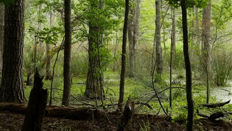 Swampy forest with cypress knobs Stock Footage 77840087