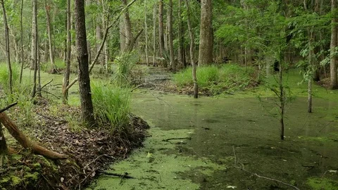 Swampy forest with palms and algae Video stock 77840041