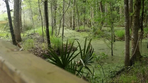 Swampy forest with palms and algae Stock Footage 77840150