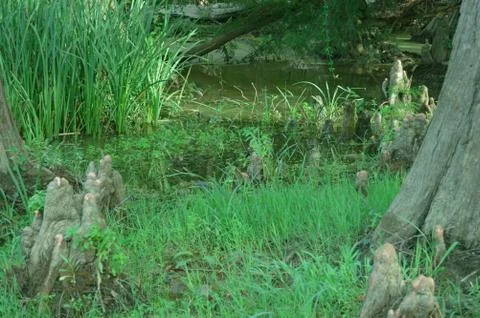 A swampy forest Stock Photos