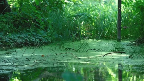 Swampy Forest Pond Covered with Green Duckweed and Algae Stock Footage 247319063