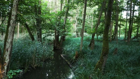 Swampy Forest Stream Flowing Through Dense Green Vegetation Stock Footage 323771769