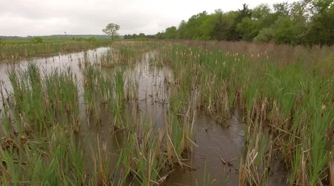 Swampy glide through vegetation Video stock 63613244