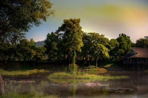 Swampy grove Stock Photos