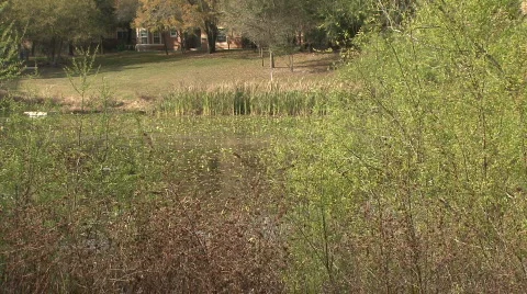 Swampy Lake Stock Footage 344100