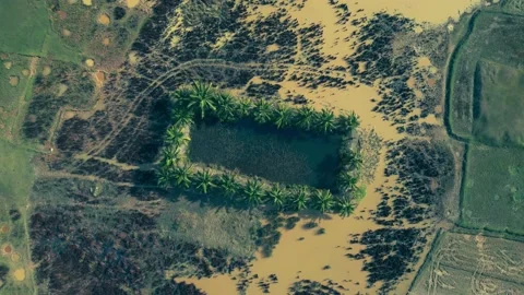 Swampy landscape with palmtrees Stock Footage 231135363