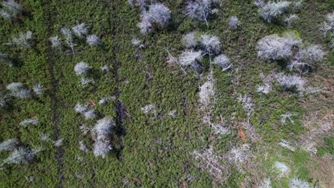 Swampy marsh area with dead trees and small irrigation/drainage canals Video stock 252211771