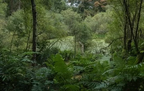 Swampy marsh with emerald waters inside the forest Stock Photos