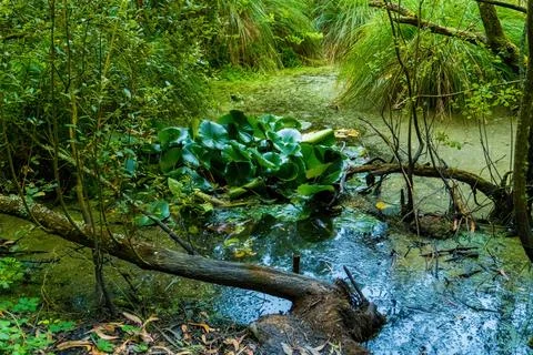 Swampy marsh with emerald waters inside the forest Stock Photos