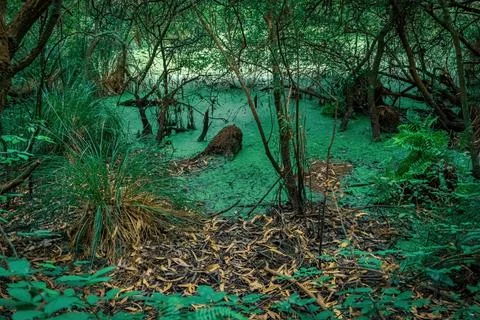 Swampy marsh with emerald waters inside the forest Stock Photos