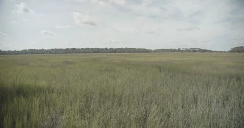 Swampy Marsh on a Sunny Day with Clouds and Blue Sky Stock Footage 153087635
