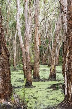 Swampy Melaleuca Forest Stock Photos