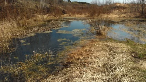 Swampy pond Vidéo 89215617