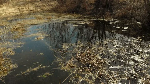 Swampy pond Stock Footage 89215642