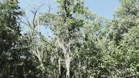 Swampy River 001 Video stock 89911173