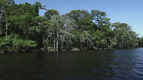 Swampy River 002 Video stock 89911238