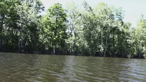 Swampy River 003 Stock-Footage 89911222