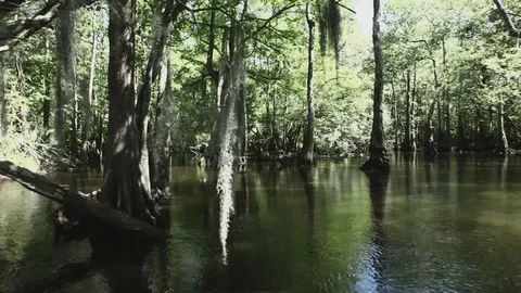 Swampy River 004 Video stock 89911227