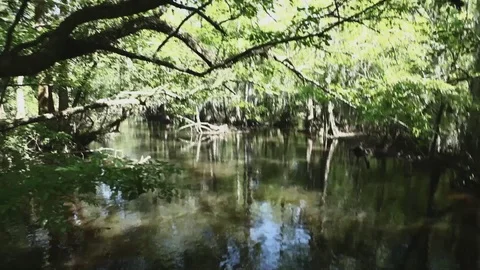 Swampy River 005 Video stock 89911212