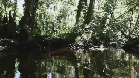Swampy River 006 Video stock 89911199