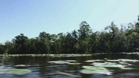 Swampy River 008 Video stock 89911209