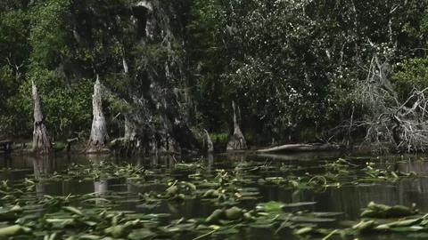 Swampy River 009 Video stock 89911189