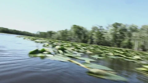 Swampy River 010 Video stock 89911207