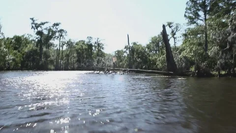 Swampy River 011 Video stock 89911182