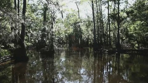 Swampy River 013 Stock-Footage 89911167