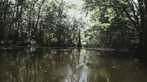 Swampy River 014 Stock-Footage 89911181