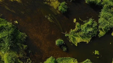 Swampy river 스톡 동영상 111245969