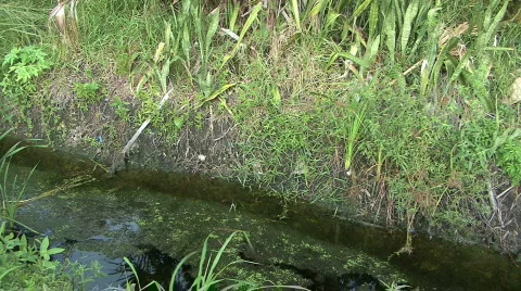 Swampy Stream Stock-Footage 267065