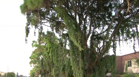 Swampy Tree Stock Footage 267085