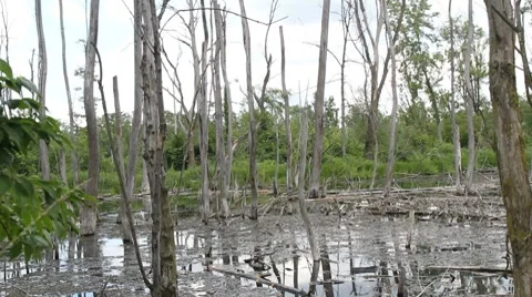 Swampy water Vidéo 8506891