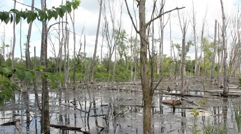 Swampy waters 動画素材 8506741