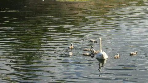 Swan 001 Stock Footage 768728