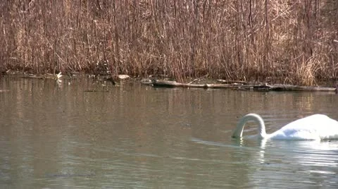 Swan  001 库存影片 10850075