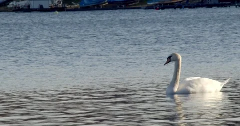 Swan 1 4K Stock Footage 263848217